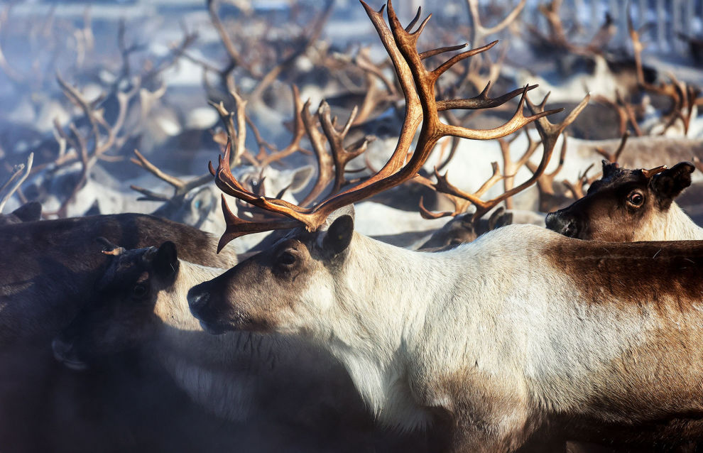 Yakutia approves procedure for subsidizing traditional cattle husbandry Yakutia approves procedure for subsidizing traditional cattle husbandry