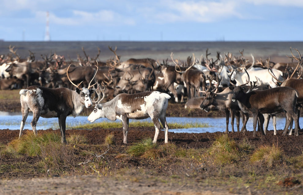 Over half a million reindeer vaccinated against anthrax in Yamal Over half a million reindeer vaccinated against anthrax in Yamal