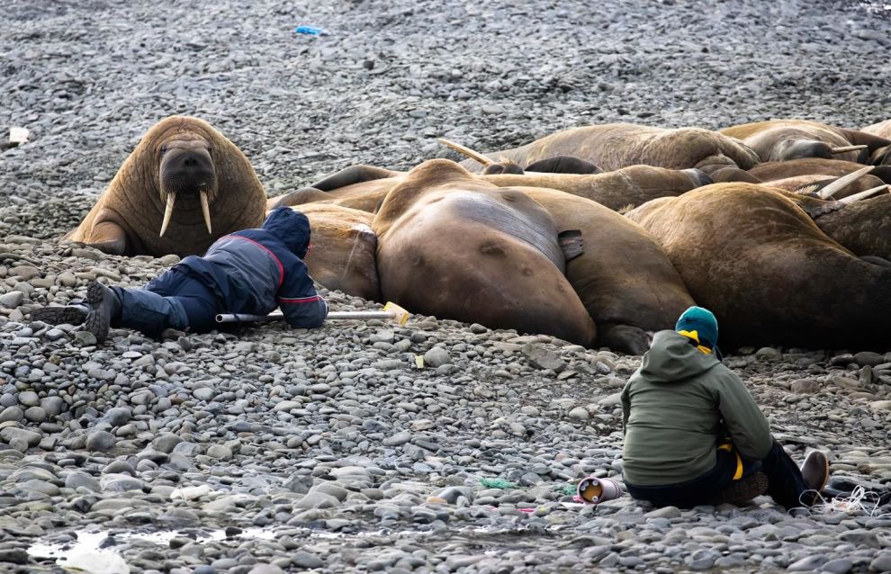 Researchers use sparing methods to study polar bears and Atlantic walruses in Russian Arctic National Park