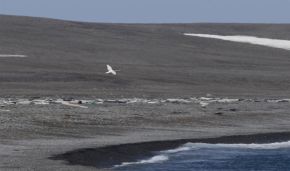 Several new bird species found in Russian Arctic National Park