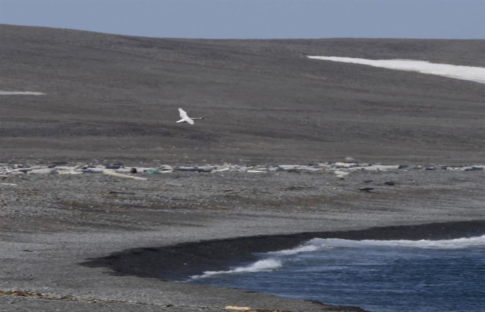 Several new bird species found in Russian Arctic National Park