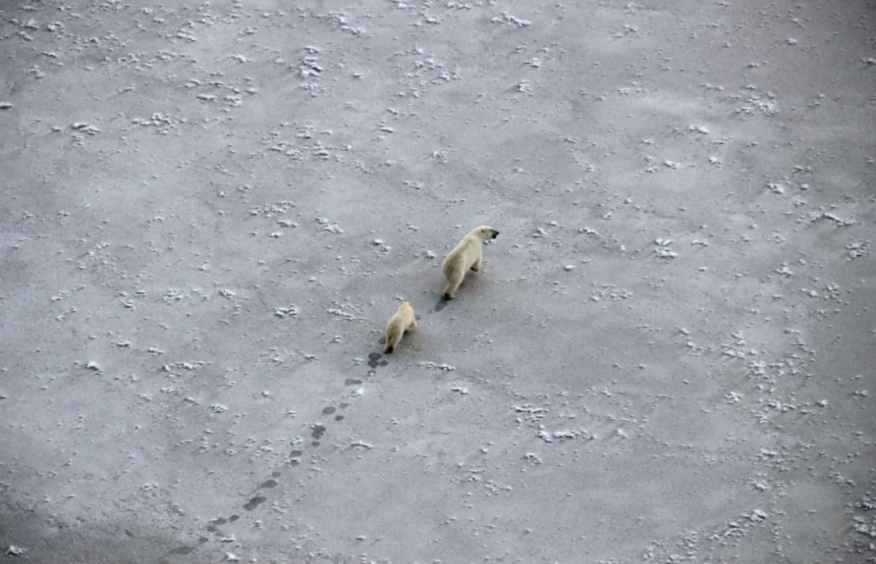 Photos of polar bears taken during the count in the Medvezhyi Islands Nature Reserve