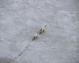 Photos of polar bears taken during the count in the Medvezhyi Islands Nature Reserve