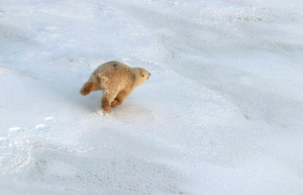 Photos of polar bears taken during the count in the Medvezhyi Islands Nature Reserve