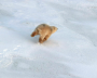 Photos of polar bears taken during the count in the Medvezhyi Islands Nature Reserve