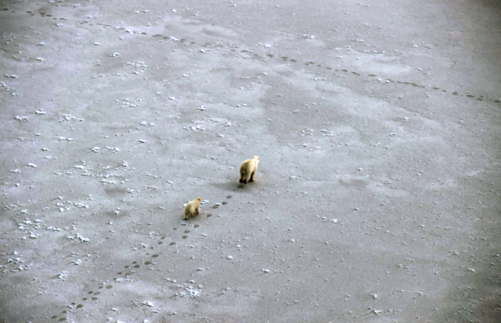Photos of polar bears taken during the count in the Medvezhyi Islands Nature Reserve