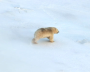 Photos of polar bears taken during the count in the Medvezhyi Islands Nature Reserve