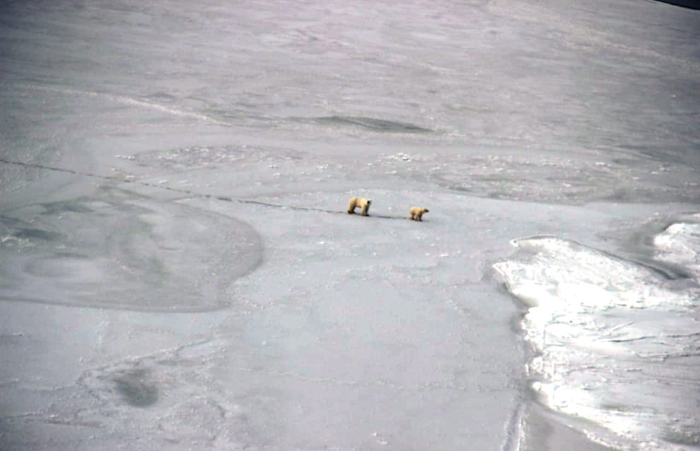 Photos of polar bears taken during the count in the Medvezhyi Islands Nature Reserve