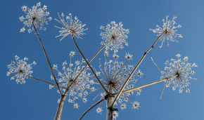 Hogweed may harm Arctic traditional farming