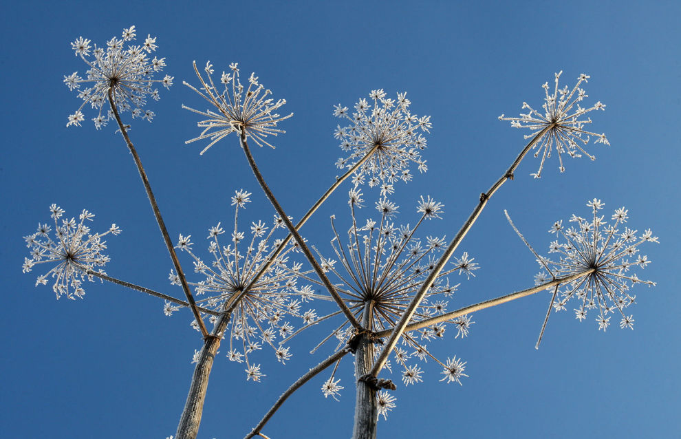 Hogweed may harm Arctic traditional farming