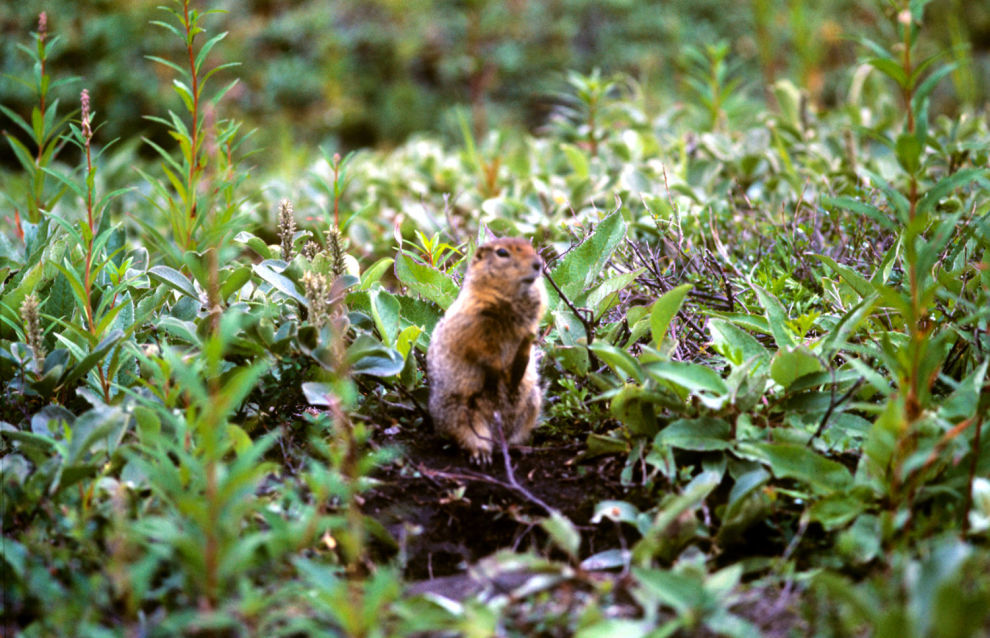 Lemming population, isolated 90,000 years ago, discovered in Novaya Zemlya Lemming population, isolated 90,000 years ago, discovered in Novaya Zemlya