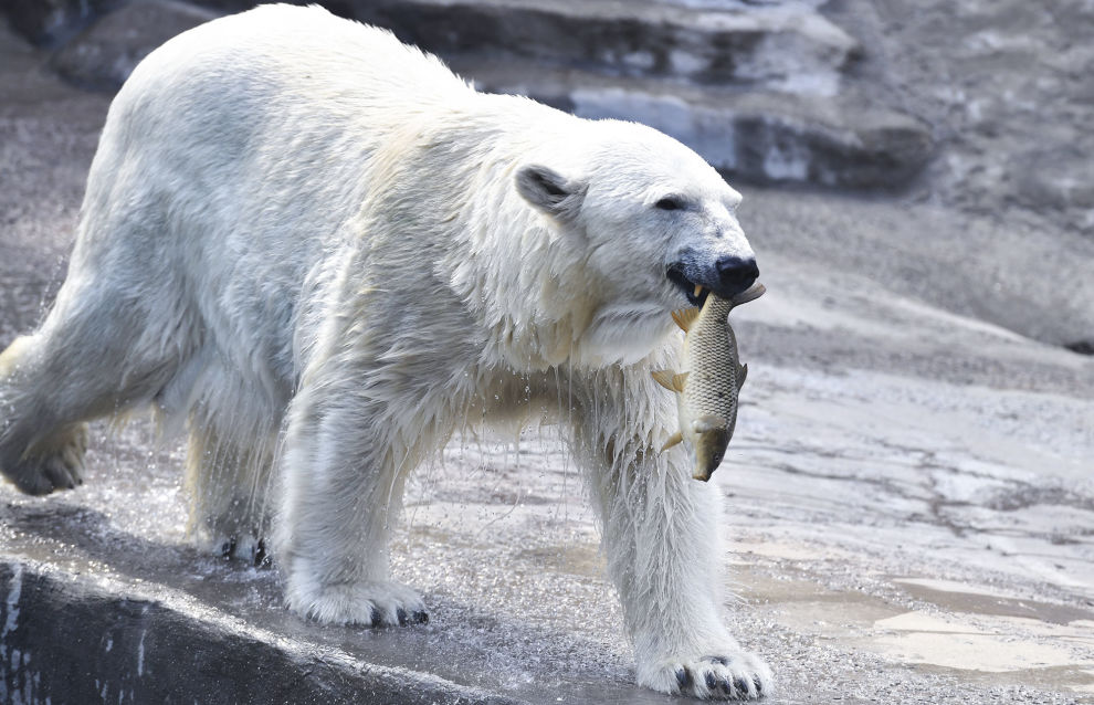 Voting to name a rescued female bear gets underway on the Active Citizen website 