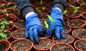 Yakutia ends 40-year seed-storage experiment