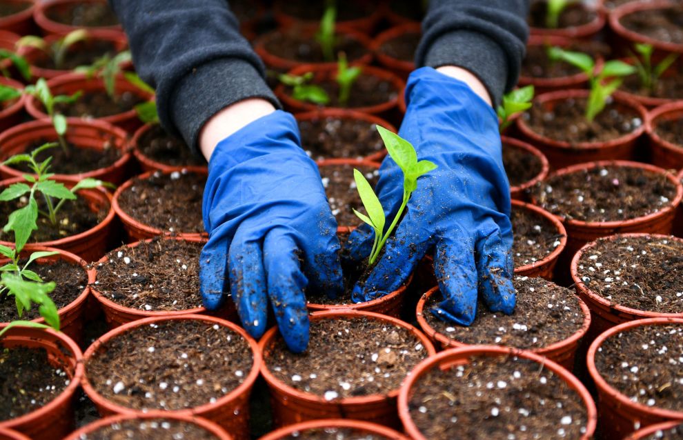 Yakutia ends 40-year seed-storage experiment
