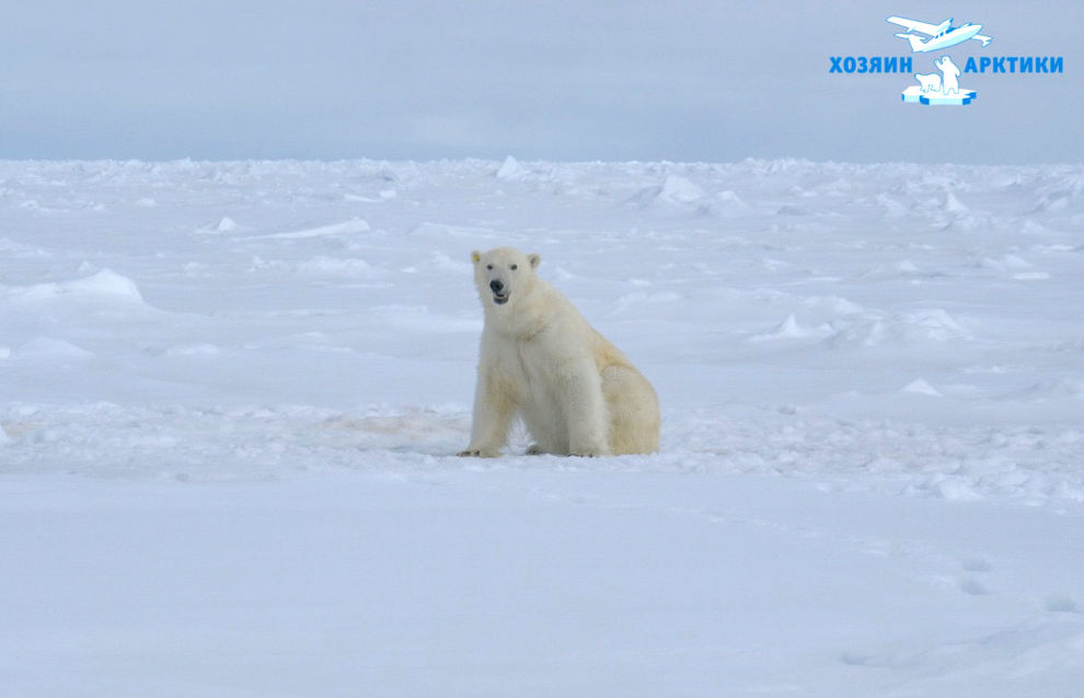 Polar bear