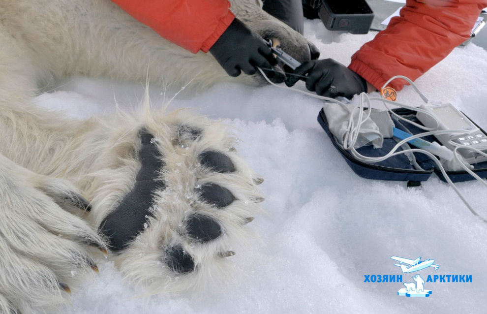 Work during the second stage of the Master of the Arctic 2021 project