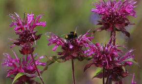 Researchers discover five unusual bumblebee varieties on a Barents Sea island