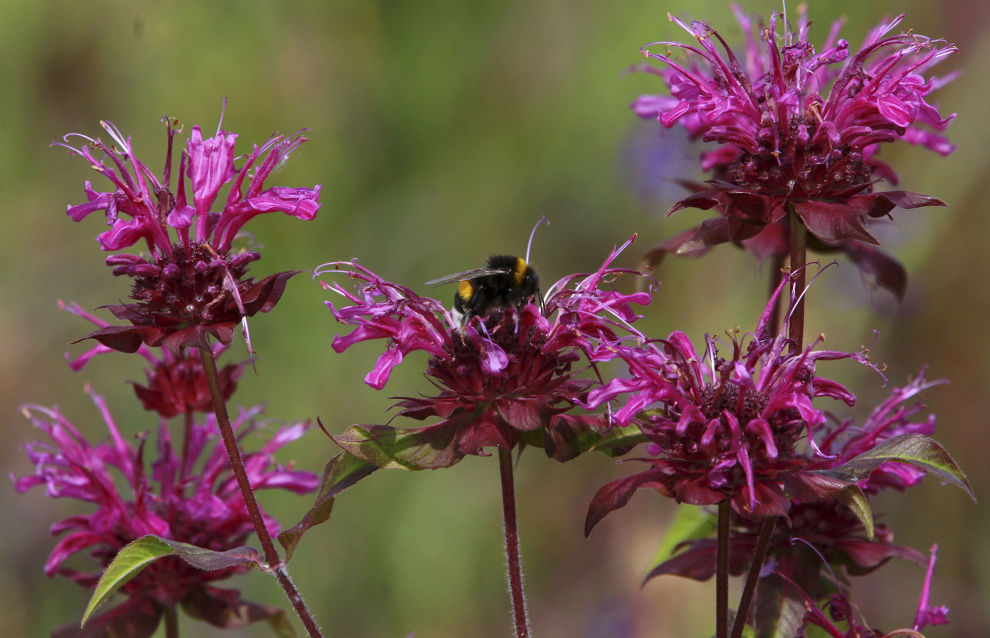 Arkhangelsk researchers find unique Arctic bumblebee subspecies