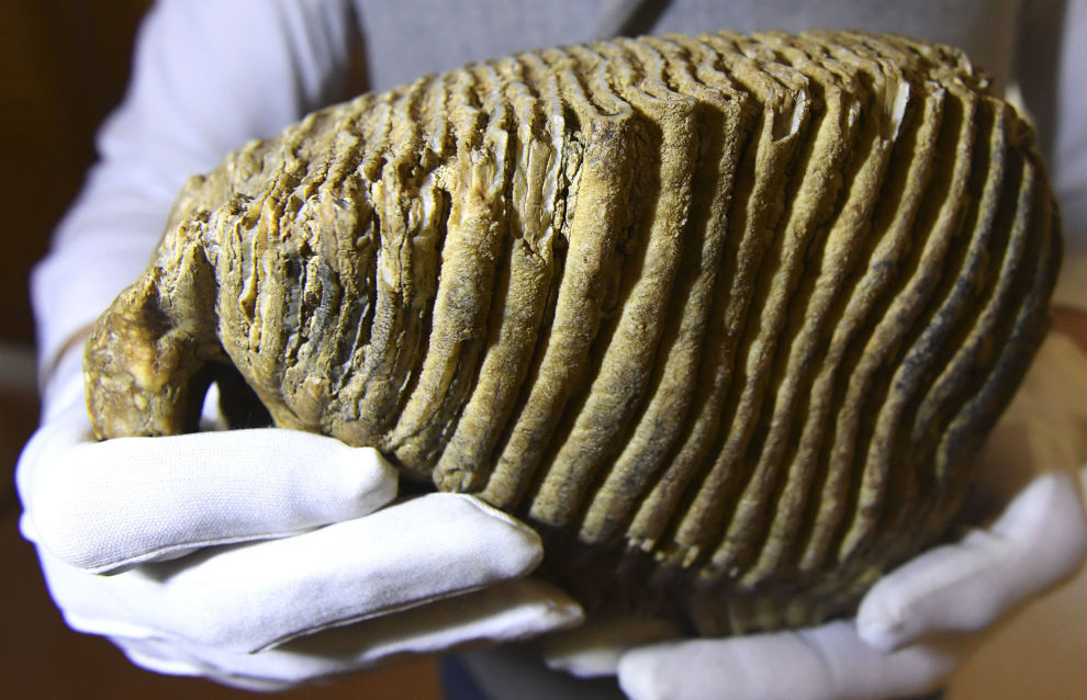 Yakutia to build World Mammoth Center