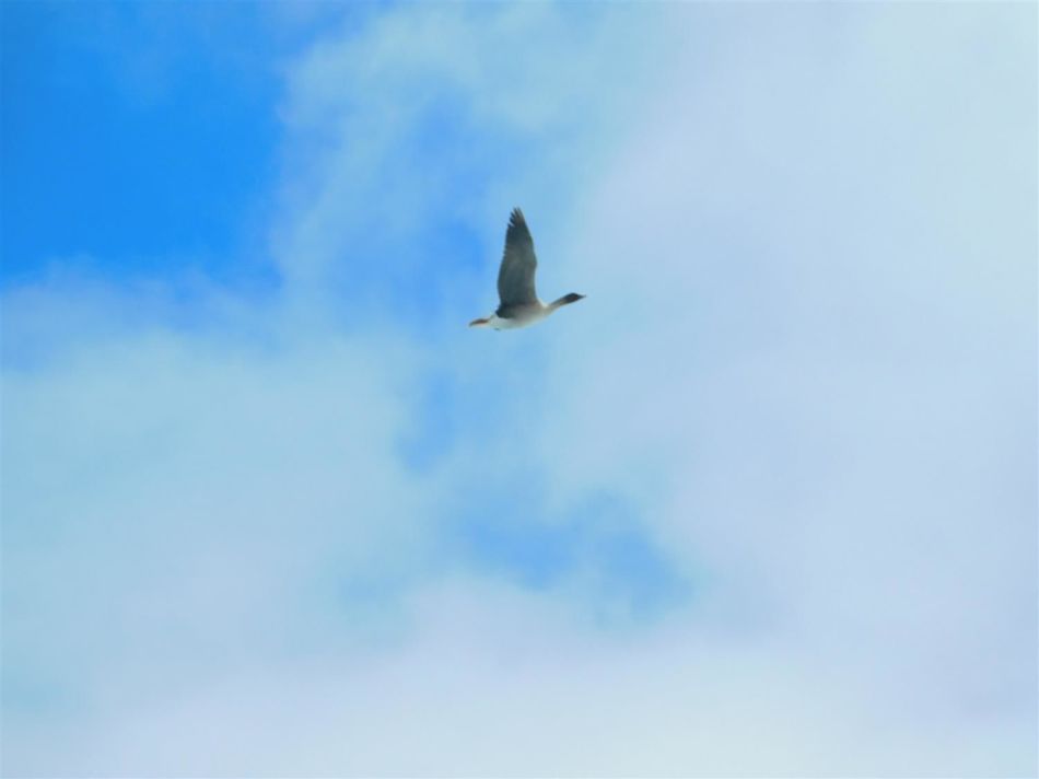 A bean goose near Cape Zhelaniya in June 2021