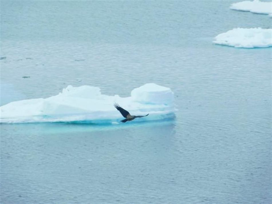 A hooded crow near Cape Zhelaniya in June 2021