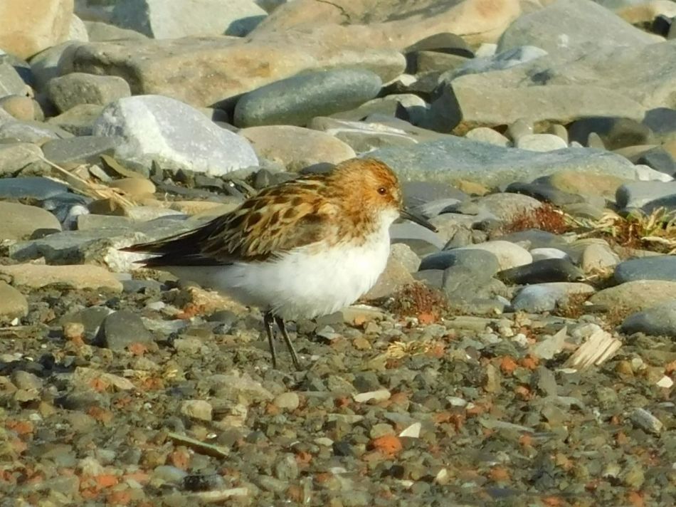 A little stint