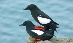 Guillemots