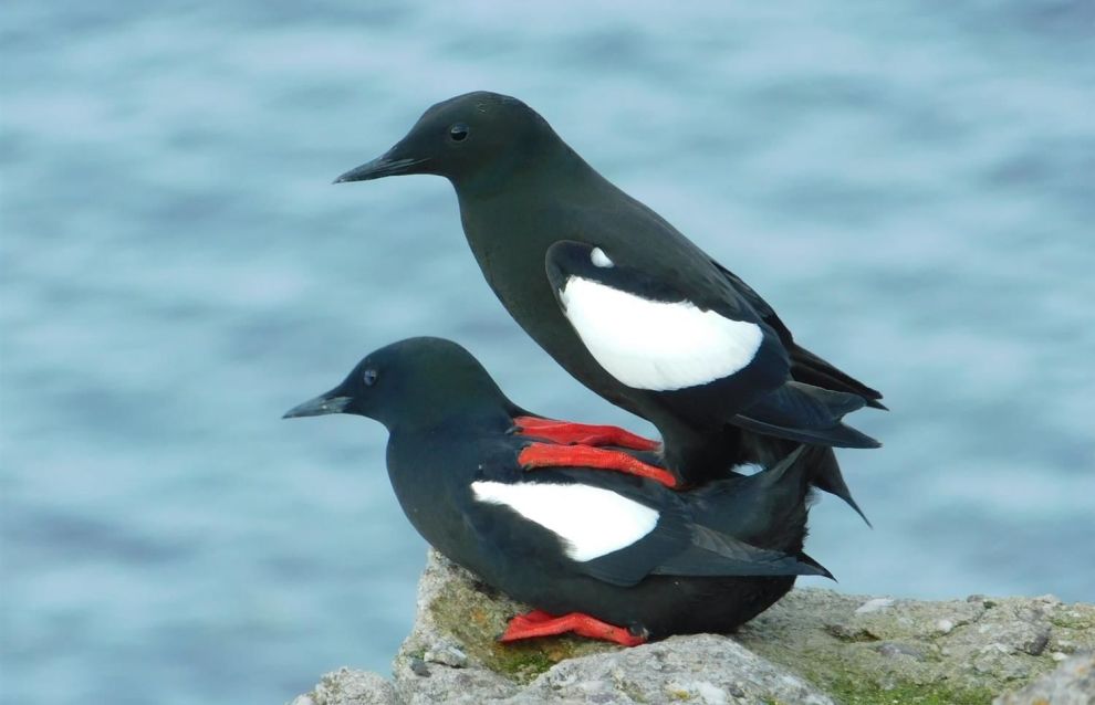 Guillemots