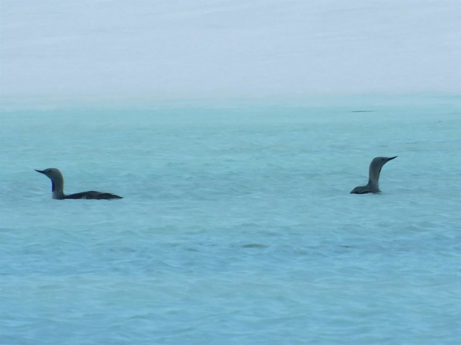 A red-throated loon