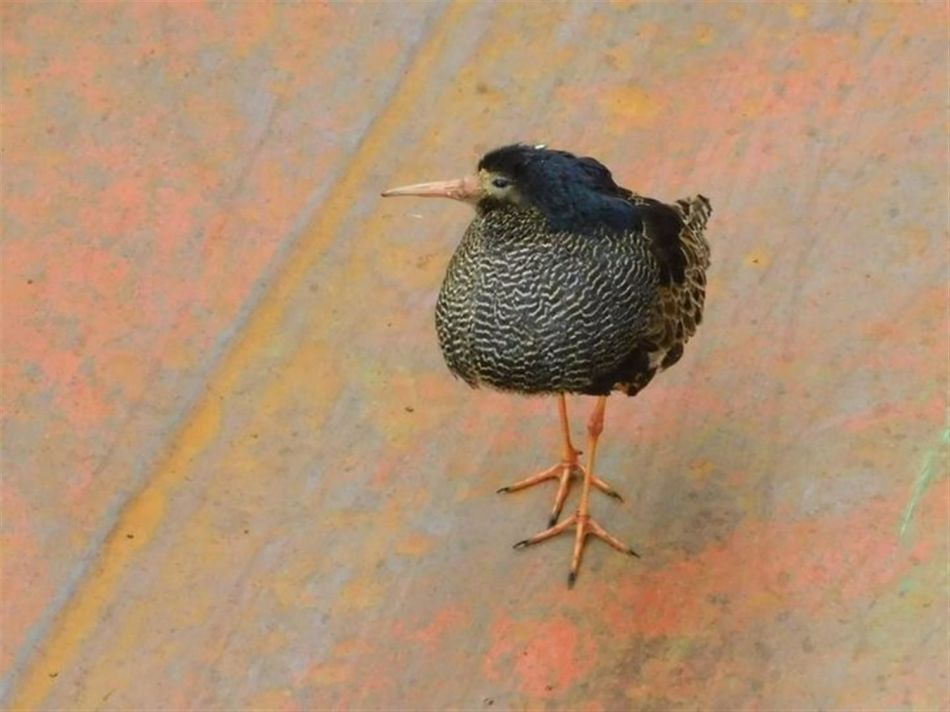 A male ruff