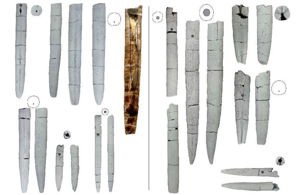 Belemnites from the Nordvik Peninsula: left – Arctoteuthis angusta sp. nov. and Lagonibelus necopinus; right – Lagonibelus necopinus and Boreioteuthis mirifica sp. nov.