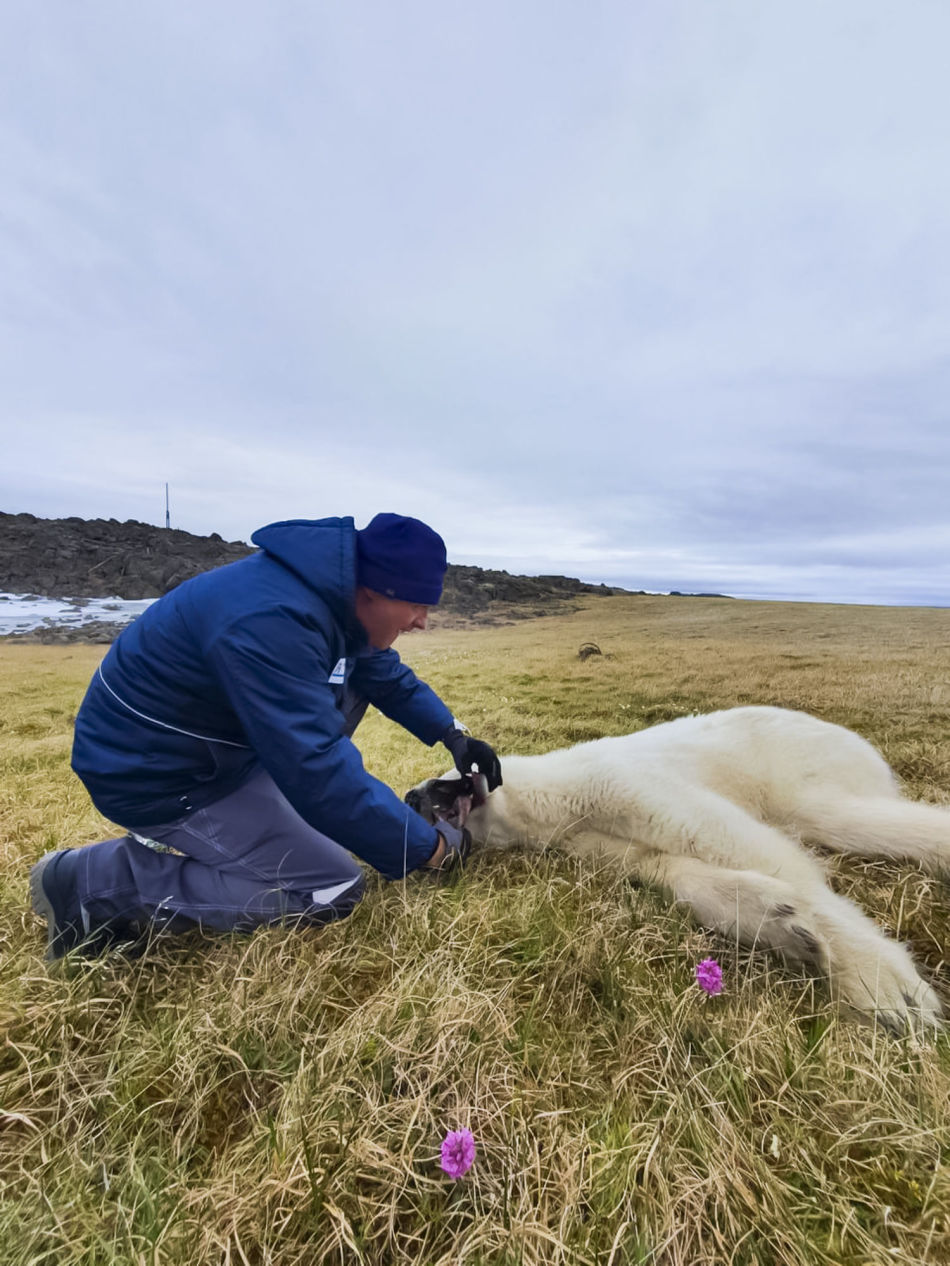 A veterinarian removing the tin