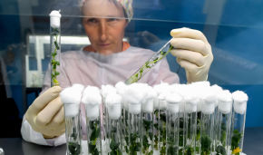 Arctic Bank of Healthy Potato Varieties: Yamal experts are breeding virus-free seed stock