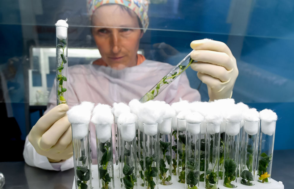 Arctic Bank of Healthy Potato Varieties: Yamal experts are breeding virus-free seed stock