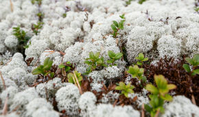 TSU scientists: Grass grows in the Arctic more often than reindeer moss