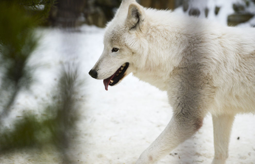 China clones Arctic wolf for the first time