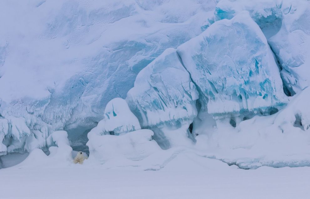 Bear on an ‘ice throne’ wins the Golden Turtle photo contest