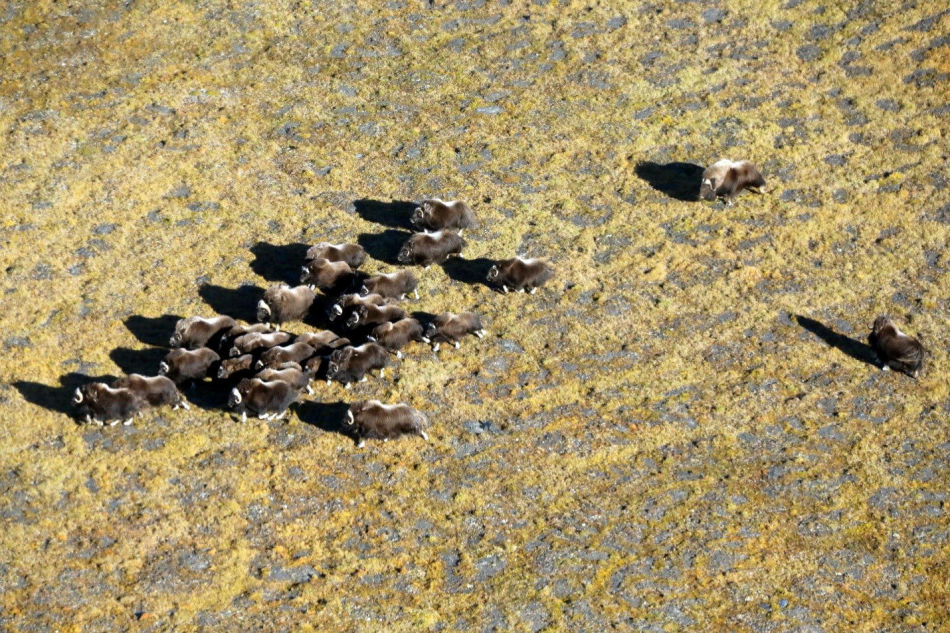 A mixed herd of musk oxen of different genders and ages in the vicinity of the Bikada-Nguoma River A mixed herd of musk oxen of different genders and ages in the vicinity of the Bikada-Nguoma River