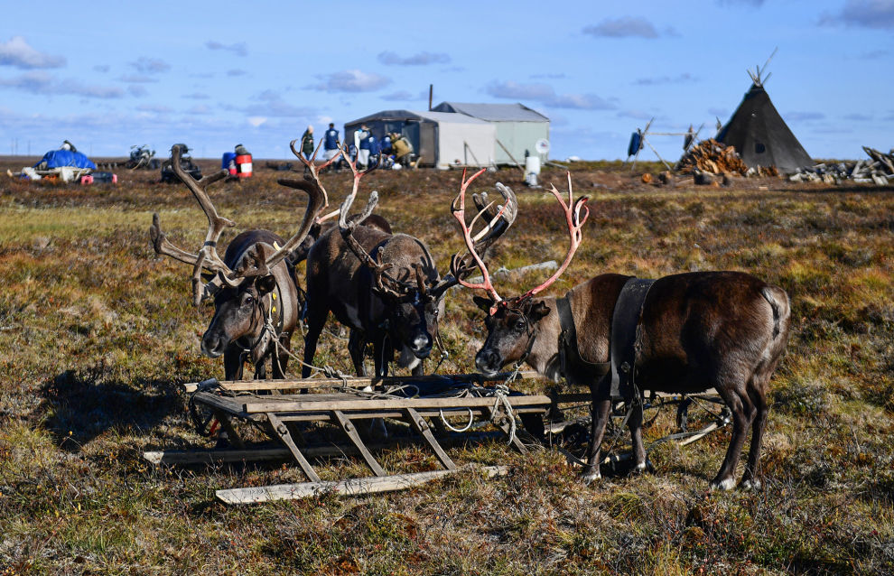 Nenets reindeer herders’ migration routes change due to cell towers Nenets reindeer herders’ migration routes change due to cell towers