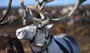 Reindeer herders in Yamal receive veterinary kits