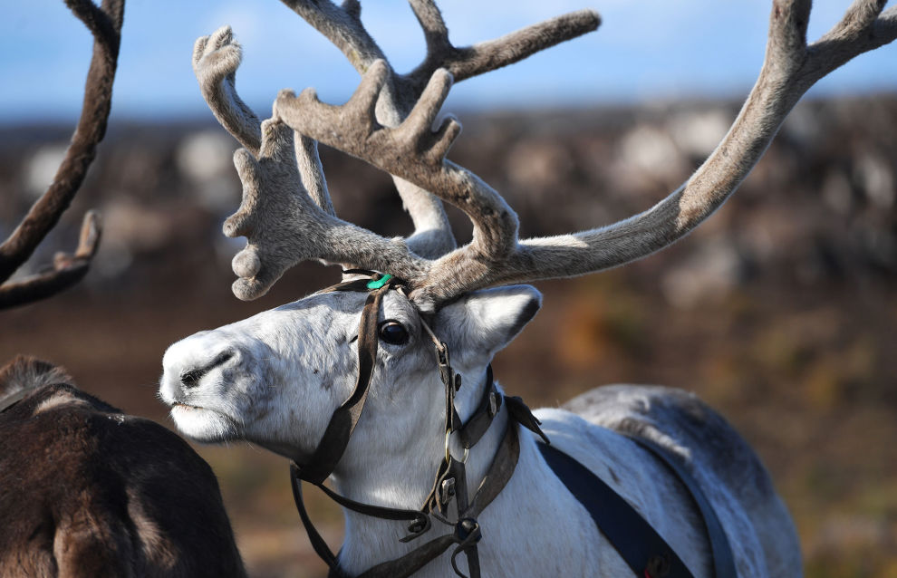 Reindeer herders in Yamal receive veterinary kits