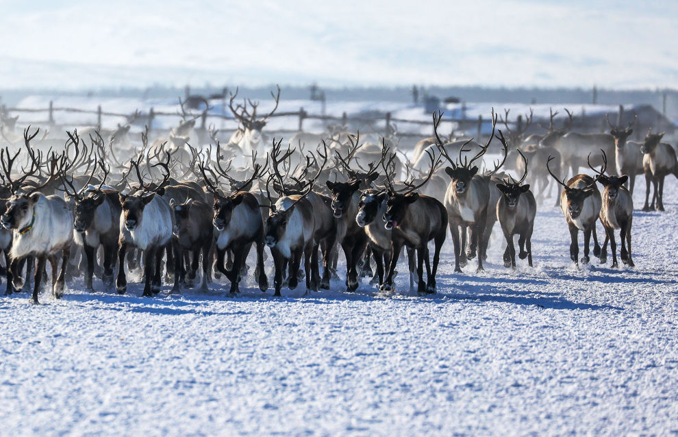 Ministry for the Development of the Russian Far East and Arctic to support reindeer breeding and modernization of greenhouse facilities in the Nenets Autonomous Area