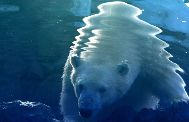 Chukotka to host the Polar Bear Universe International Research and Training Conference