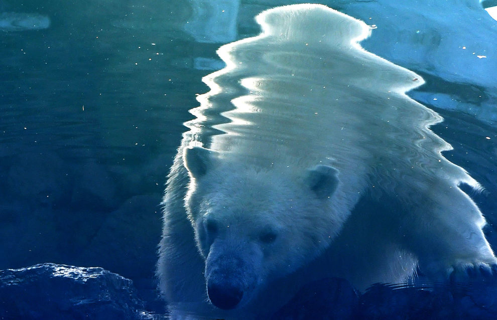 Chukotka to host the Polar Bear Universe International Research and Training Conference