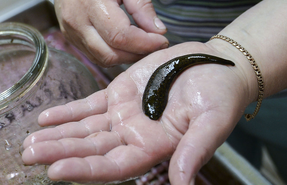 New leech species discovered in the Arctic by Russian scientists