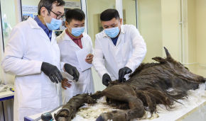 Scientists at the Mammoth Museum dissect an ancient bison at NEFU