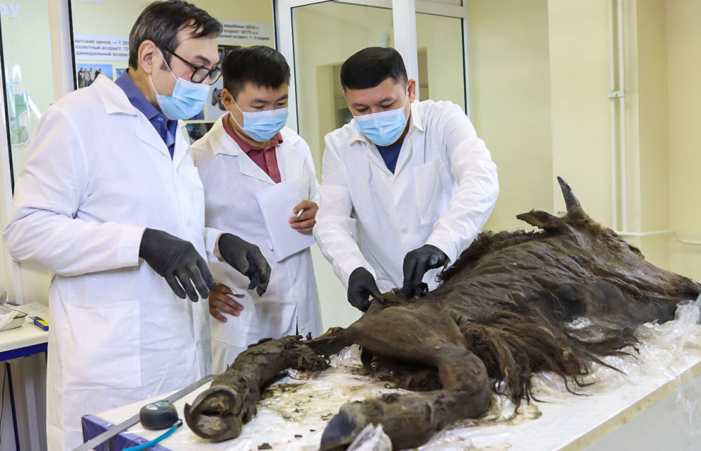 Scientists at the Mammoth Museum dissect an ancient bison at NEFU