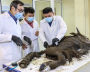 Scientists at the Mammoth Museum dissect an ancient bison at NEFU