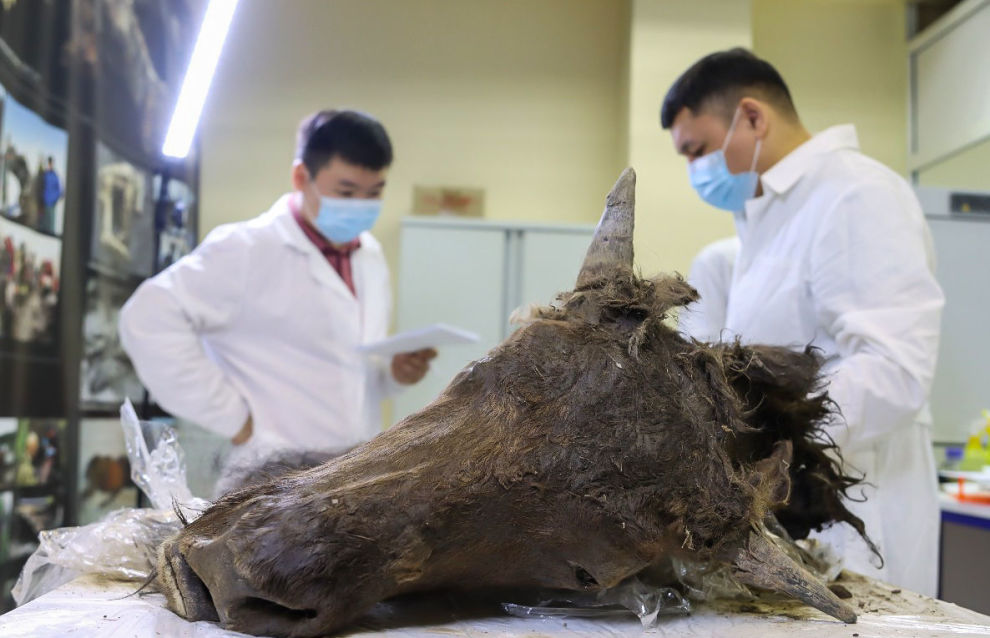Scientists at the Mammoth Museum dissect an ancient bison at NEFU