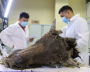 Scientists at the Mammoth Museum dissect an ancient bison at NEFU